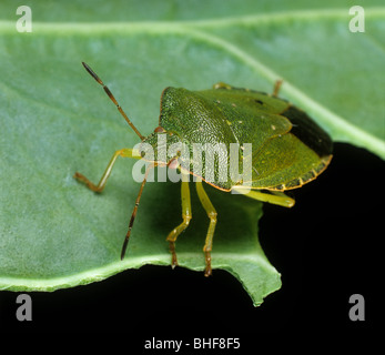 Green Shield bug (Palomena prasina) adulte sur une feuille Banque D'Images