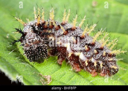 Larve de taille adulte, d'un papillon Vulcain (Vanessa atalanta) alimentation d'une feuille d'ortie. Powys, Pays de Galles. Banque D'Images