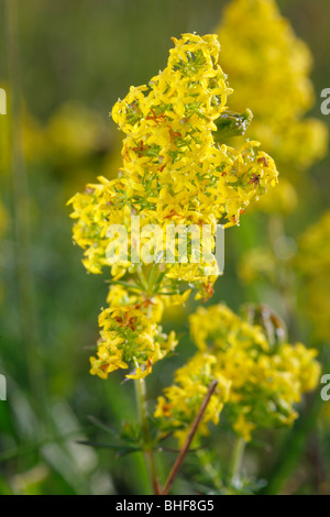 Fleurs de Lady's Le gaillet (Galium verum). Cumbria, Angleterre. Banque D'Images