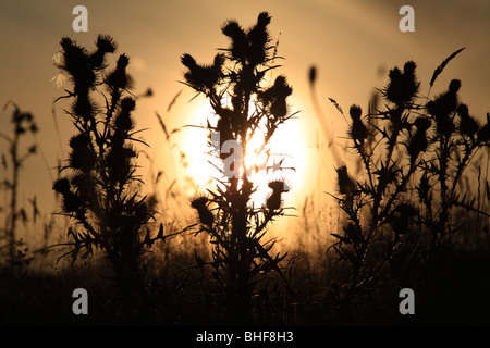 Seedheads lance de Cirsium vulgare) dans un pré au coucher du soleil. Dans une ferme bio, Powys, Pays de Galles. Banque D'Images