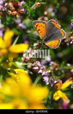 Petit papillon Lycaena phlaeas (cuivre) se nourrissant de fleurs de bruyère. Powys, Pays de Galles. Banque D'Images