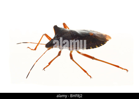 Pentatoma rufipes (bug de la forêt). Insecte photographié sur un fond blanc sur un studio portable. Banque D'Images