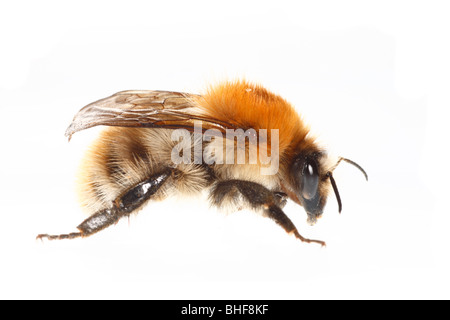 Les bourdons (Bombus Cardeur commun pascuorum) la reine. Insecte photographié sur un fond blanc sur un studio portable. Banque D'Images