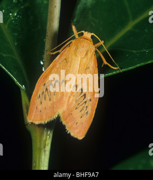 (Miltochrista miniata rose valet) papillon Banque D'Images