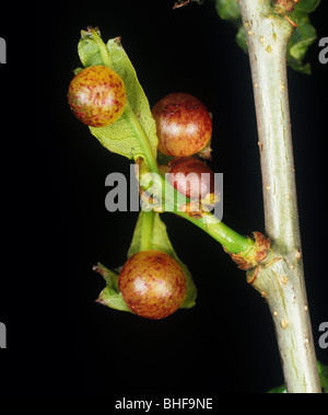 Cherry-feuille de chêne cynips quercusfolii vésicule (Cynips) des galles sur les jeunes feuilles de chêne au printemps Banque D'Images