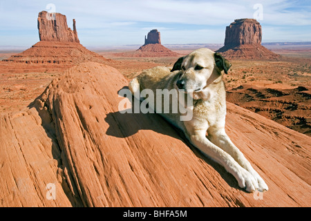 Chien couché sur un rocher dans la Monument Valley, berger d'Anatolie, Kangal, Monument Valley, Arizona, USA Banque D'Images