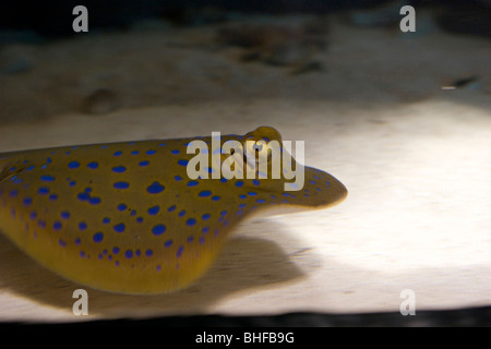 Une raie au Reef HQ aquarium, Townsville, Queensland, Australie Banque D'Images