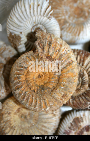 Ammonite Banque D'Images