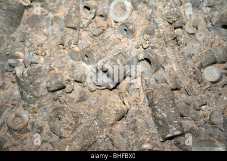 Calcaire à crinoïdes Banque D'Images