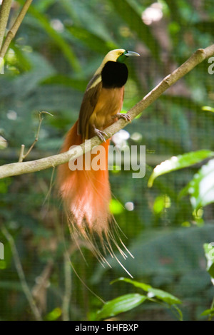 Oiseau de paradis sur une branche, la Papouasie-Nouvelle-Guinée, l'Océanie Banque D'Images