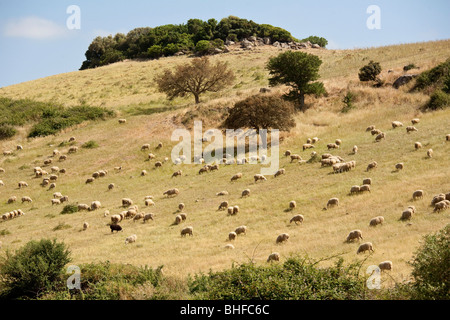 Troupeau de moutons dans une prairie ensoleillée à flanc de montagne, Sardaigne, Italie, Europe Banque D'Images