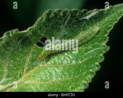 Les fruits d'été tortrix (Adoxophyes orana) Caterpillar dans un pli de la feuille d'apple Banque D'Images