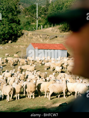 Troupeau de moutons tondus à la lumière du soleil, Rowendale Okains Bay, Homestead, la péninsule de Banks, île du Sud, Nouvelle-Zélande Banque D'Images