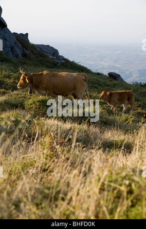 Vache et son veau, le Mont Foia, 902 mètres au-dessus du niveau de la mer, Serra de Monchique, Monchique, Algarve, Portugal Banque D'Images