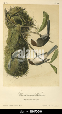 1856 Chestnut-Crowned Mésange lithographie de John James Audubon. Banque D'Images