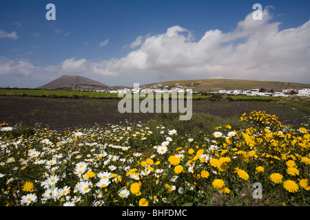 Pré des fleurs au printemps, la Caldeira Colorada, volcan éteint, La Florida, village près de Masdache, Réserve de biosphère de l'UNESCO, Lanzaro Banque D'Images