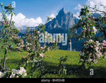 Le clocher de l'église de Saint Valentin derrière avec des branches de pommier, Siusi, Tyrol du Sud, Italie, Europe Banque D'Images