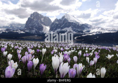 Flower meadow avec Crocus sous le ciel assombri, l'Alpe di Siusi, le Tyrol du Sud, Italie, Europe Banque D'Images