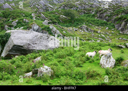 Moutons dans une prairie pierreuse à l'anneau de Beara, Péninsule de Beara, comté de Cork, Irlande, côte sud-ouest de l'Europe, Banque D'Images