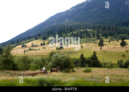 Les tziganes d'une calèche au pied de la chaîne de montagnes Piatra Craiuli, Transylvanie, Carpates, Roumanie, Banque D'Images