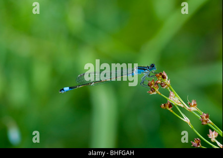 Demoiselle à queue bleue (Ischnura elegans) Banque D'Images