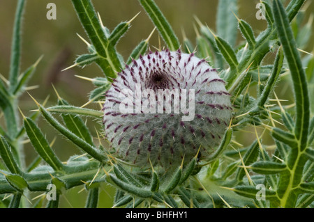 Chardon laineux (Cirsium eriophorum), bouton floral Banque D'Images