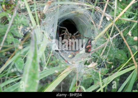 Spider Web fiche technique (Agelena labyrinthica), dans web Banque D'Images