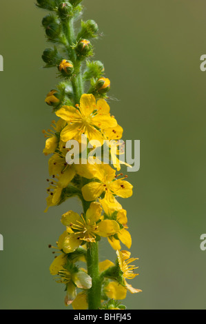 Aigremoine (Agrimonia eupatoria) Banque D'Images