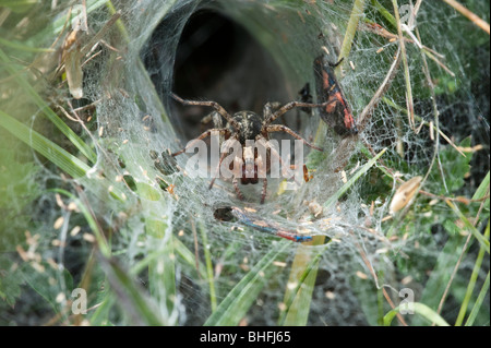 Spider Web fiche technique (Agelena labyrinthica), dans web Banque D'Images