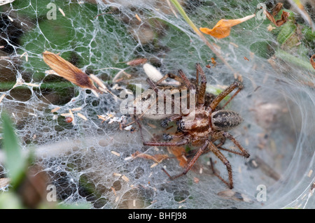 Spider Web fiche technique (Agelena labyrinthica), dans web Banque D'Images