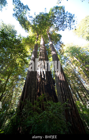 Couronne d'arbres, parc d'État et national Redwood en Californie, Etats-Unis Banque D'Images