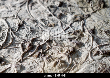 Des fossiles de crinoïdes, Iowa Banque D'Images