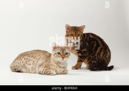 Les chats Bengal, Bengal Bengal marbré et neige Banque D'Images