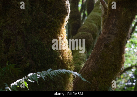 Arbres couverts de mousse Redwood NP, parc national de Redwood en Californie, Etats-Unis Banque D'Images