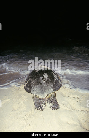 Un géant femelle tortue de mer verte renvoie à la Caraïbes après avoir pondu ses oeufs sur une plage de sable à Cancun, Mexique Banque D'Images