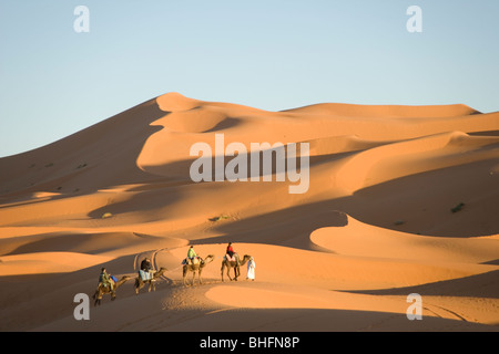 Une ligne de chameaux sur un voyage touristique au coucher du soleil sur les dunes de sable de l'Erg Chebbi dans le désert du Sahara au Maroc Banque D'Images