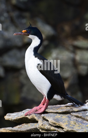 Un très grand cormoran (Phalacrocorax atriceps) est perché sur les rochers de colonie de reproduction sur l'île de nouveau dans les îles Falkland. Banque D'Images