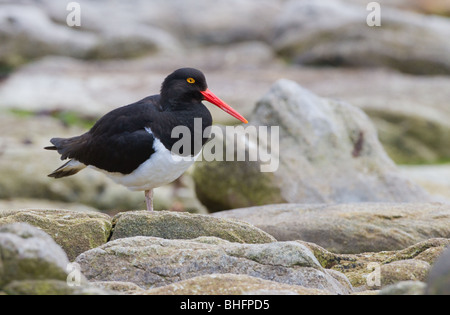 Un huîtrier pie (Haematopus leucopodus de Magellan), situé sur la côte rocheuse de l'île de la carcasse, îles Falkland. Banque D'Images