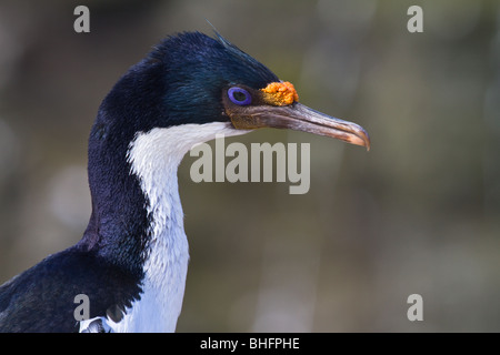 Un très grand cormoran (Phalacrocorax atriceps) est perché sur les rochers de colonie de reproduction sur l'île de nouveau dans les îles Falkland. Banque D'Images