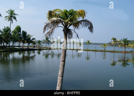 Kerala backwaters paysage avec des cocotiers Banque D'Images