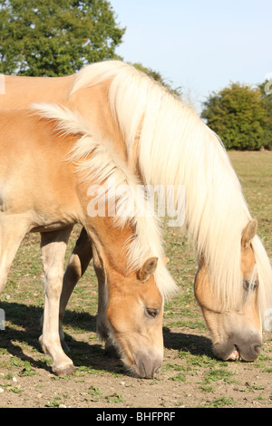 Jument Haflinger et poulain Banque D'Images