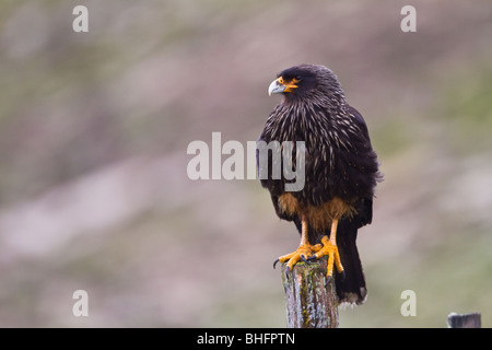 Un Caracara strié (Phalcoboenus austrails) perches au sommet d'un piquet de clôture sur l'île de West Point dans les îles Falkland (Malvinas). Banque D'Images