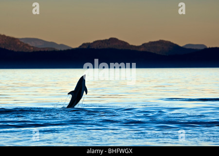 Dauphin à flancs blancs du Pacifique dans le détroit de Johnstone au large du nord de l'île de Vancouver, Colombie-Britannique, Canada. Banque D'Images