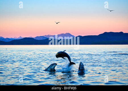 Dauphin à flancs blancs du Pacifique dans le détroit de Johnstone au large du nord de l'île de Vancouver, Colombie-Britannique, Canada. Banque D'Images