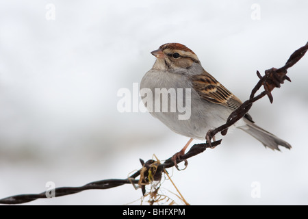 'Bruant' 'Spizella passerina' Banque D'Images