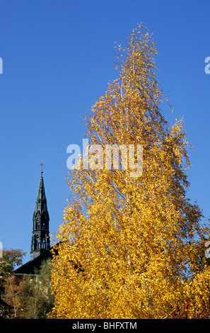 Bouleau et de la cathédrale de Notre Dame, la tour de Sandomierz, Pologne Banque D'Images