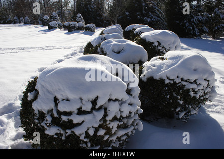 Des arbustes dans la neige en fin d'après-midi Banque D'Images