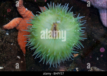 Anémone verte dans un bassin de marée, avec une étoile orange Banque D'Images