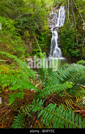 Cascade dans la forêt tropicale près de Port Alice, Nord de l'île de Vancouver, l'île de Vancouver, Colombie-Britannique, Canada. Banque D'Images