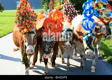 Joliment décorées, les vaches, le bétail Almabtrieb route de l'alpage, Brannenburg, District de Rosenheim, Bavière, Allemagne Banque D'Images